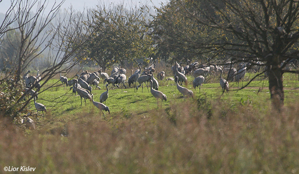  עגור אפור Common Crane Grus grus                                               עמק החולה,ינואר 2007